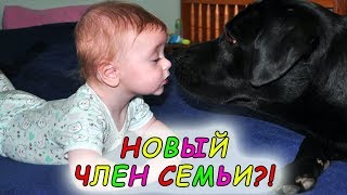 Новый член семьи?! Первое близкое знакомство лабрадора и малыша. Новый член семьи?! Первое близкое знакомство лабрадора и малыша.