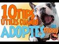 Adoptaste un perro? 10 Tips Super Utiles!!