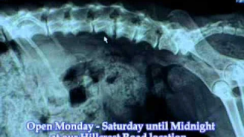 Mike Rehm Brucellosis in Dogs
