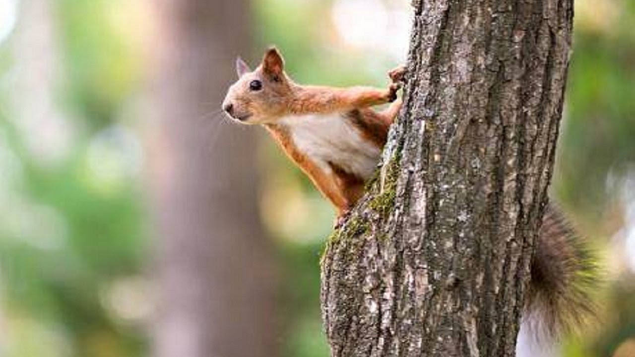 playful squirrel jump from branch to branch YouTube