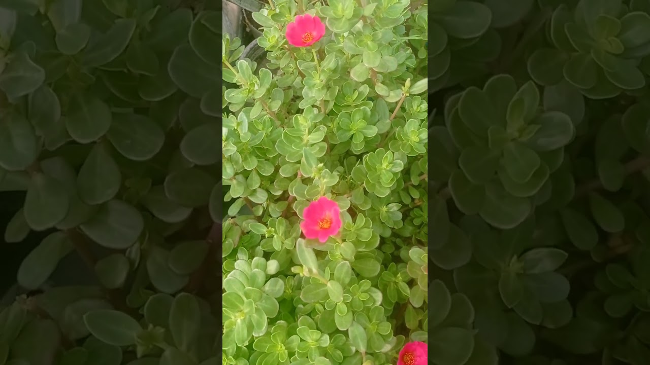 My Lovely 😍😍 percelane 👍👍🦋😍😊