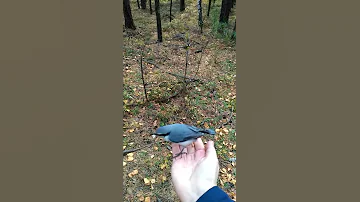 Поползень ест с руки