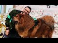 Boss are 90 kg si este cel mai frumos Mastiff Tibetan din lume