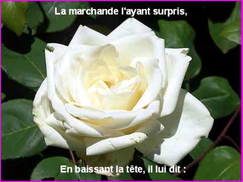 Les Roses Blanches