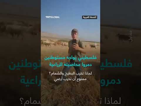 سلوك غير معتاد: طيور تهاجم البطيخ في مزرعة