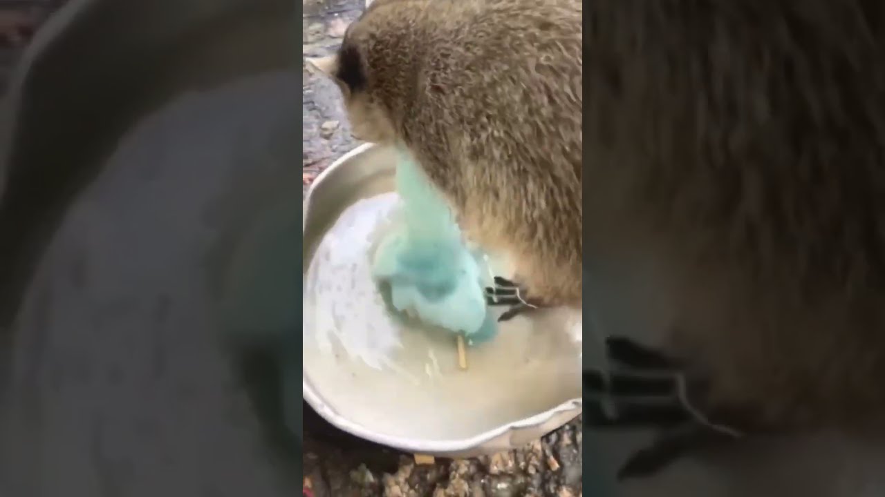 Raccoon Tries To Wash Cotton Candy And It Vanishes