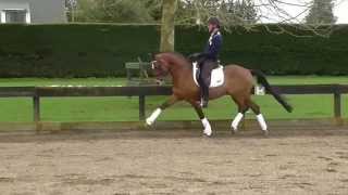 Hilkens Denali - German Riding Pony Stallion