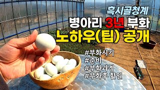 병아리 3년동안 부화하면서 쌓았던 노하우(팁) 공개합니다