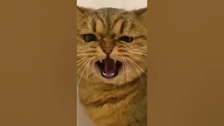 Video 9205051: cats funnycats cutecat baby, cat funnycats animals cutecat, cat playing funnycats cutecats, funnycats cute cats animals, cute cat drawing, cat cute dog, cat cute funny