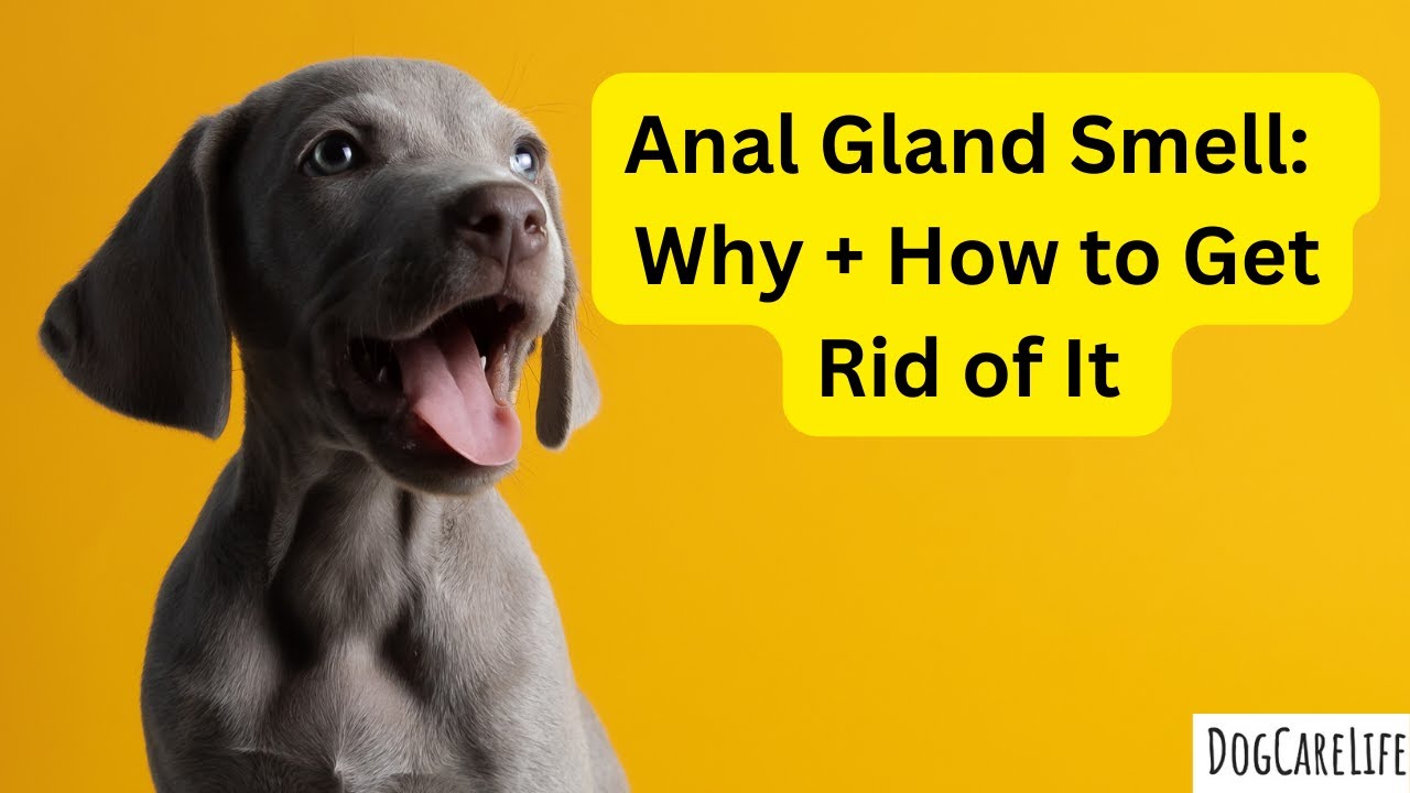 How To Get Rid Of Dog Gland Smell On Furniture YouTube