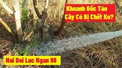 Khoanh Gốc Táo Có Bị Chết Cây Không, Khoanh Gốc Táo Đài Loan, Táo Xuân l Nui Doi Luc Ngan 98
