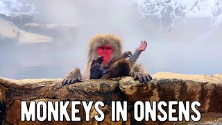 Monkeys Love Onsens Too! | Snow Monkeys of Jigokudani | Nagano Travel Guide