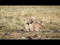 Cougar vs. Guanaco | Pumas in Patagonien