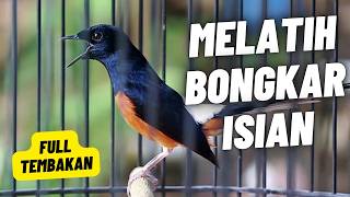 MURAI BATU GACOR FULL ISIAN TEMBAKAN MEWAH KRETEKAN KERAS SANGAT AMPUH MEMANCING EMOSI MURAI BATU
