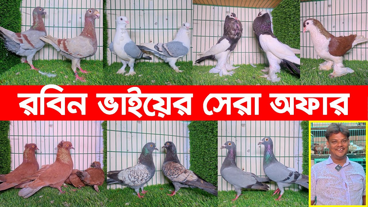 রবিন ভাইয়ের সেরা অফার,ফেন্সি,গিরিবাজ,দেশি গোল্লা,পাকিস্তানি গোল্লা,সিরাজি,কিং কবুতর কিনুন