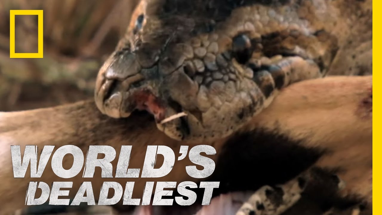 Python Eats Antelope | World's Deadliest - YouTube