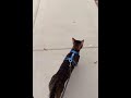 Cat walk