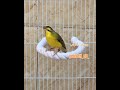 تغريد ياسمين موزمبيق Serinus mozambicus mp3
