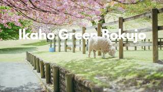 I Met The Cutest Sheep In Gunma   Ikaho Green Bokujo Vlog