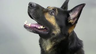 新型ウイルス感染者を特定する検疫探知犬、フィンランドで試験運用