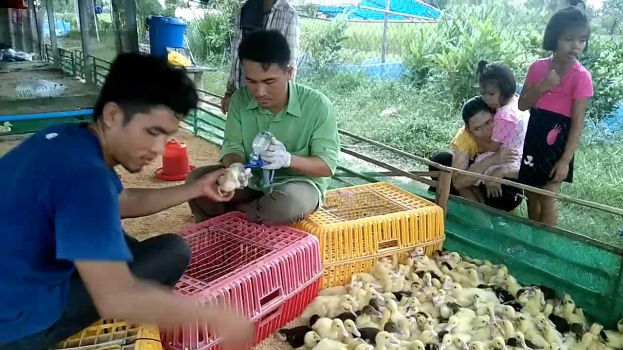 วัคซีนป้องกันโรคเป็ด