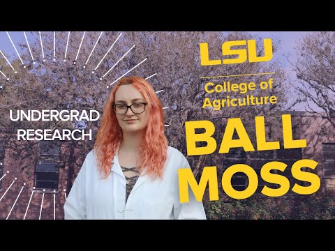 Video: Ball Moss Informasjon – Er Ball Moss Dårlig og hvordan blir jeg kvitt den