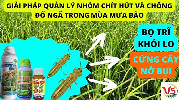 GIẢI PHÁP QUẢN LÝ NHÓM CHÍT HÚT VÀ GIÚP LÚA CỨNG CÂY CHỐNG ĐỖ NGÃ TRONG VỤ MÙA MƯA BÃO