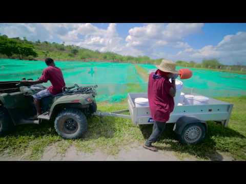 Video: Vodi Kitajska, Ribogojnice Soaring