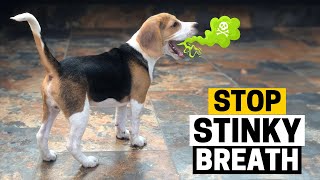 Bad Breath in a Beagle? Here's How To Fix It!