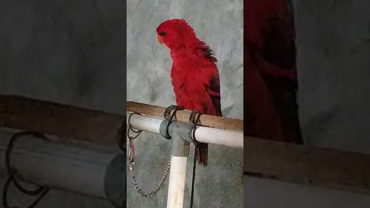Burung Nuri red lory yg indah pintar 