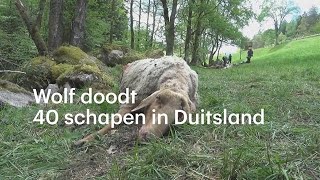 Wolf Jaagt 40 Duitse Schapen De Dood In - Rtl Nieuws