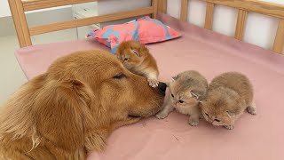 The kittens were abandoned by their mother cat!Finally,golden retriever called the mother cat back.