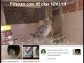 Como fazer sua codorna comum chocar, e filhotes com 2 dias!!!