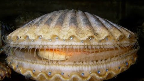 Facts: The Scallop