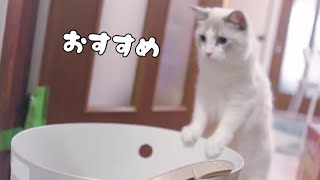 【おすすめ猫トイレ】　上から猫トイレを掃除しました　ラグドール猫！｜抱っこが好きな猫 ｜ヒマラヤン猫｜甘える猫