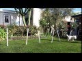 Teach Your Dog the Weave Poles | Zac & Lucy's Agility Teach Your Dog the Weave Poles | Zac & Lucy's Agility