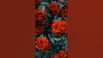 اسلام صبحي سورة يس 🌹🤍حالات واتساب قرآن