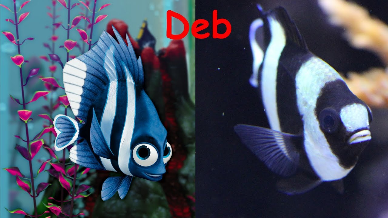 Finding Dory In Real Life YouTube Finding Dory In Real Life YouTube