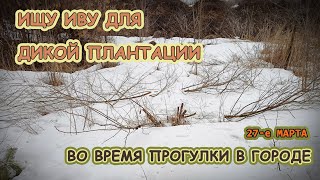 Как найти иву для плантации в городе?