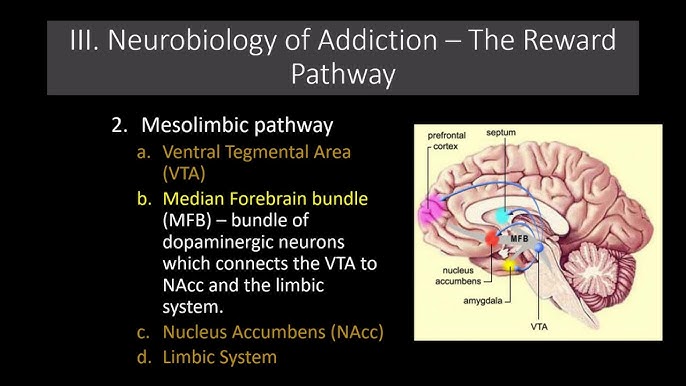 2-Minute Neuroscience: Reward System - Youtube