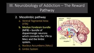 Lecture 11   The Neurobiology of Addiction  The Reward Pathway