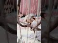 بلبل هزار بلبل هزار