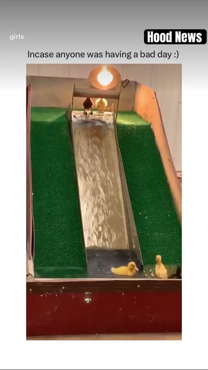 In case anyone was having a bad day #hoodnews #duck #ducks #duckling #animals #birds #birdlovers #us