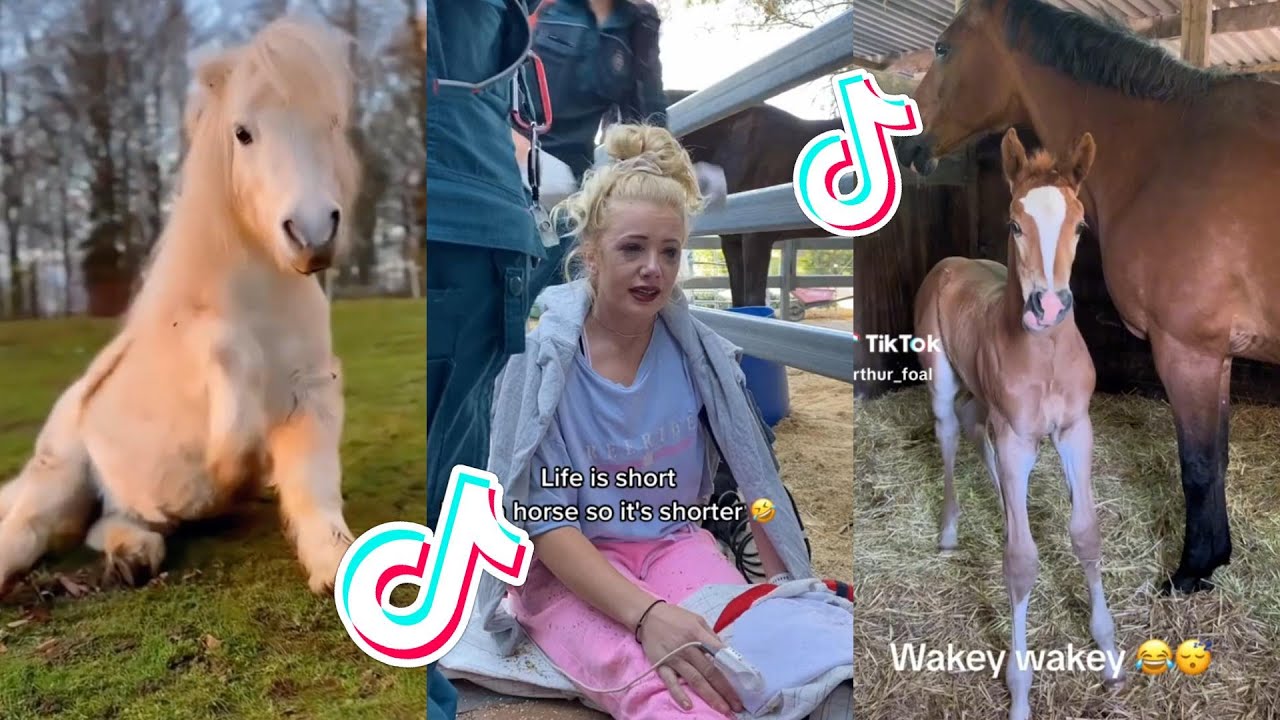 The Best HORSE TikTok Compilation 90 YouTube