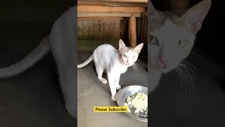 #music #cat #humor #kitten #trending #viral #shorts #kitten #comedymemes #funnyimages #eyecatchy