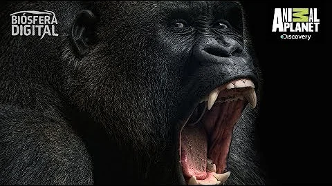 ¿Cómo de fuerte es la mordedura de un gorila?