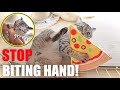 How to stop kitten biting hand.I gave her catnip toys.