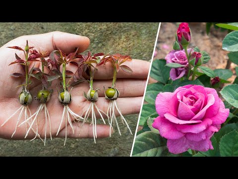 The method of growing red roses from buds the whole world does not
