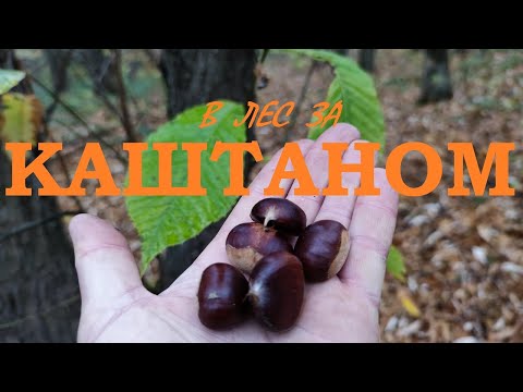 В лес за каштаном. Сбор и приготовление каштанов.