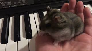 Chip the hamster has an ear for music